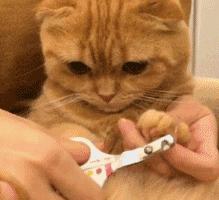 便宜猫抓板有什么危害,做猫抓板和猫爬架