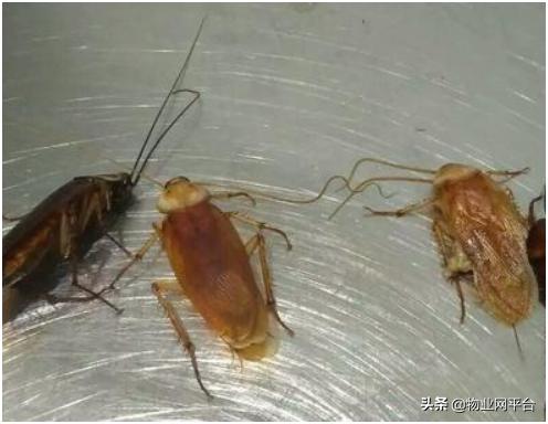 正规灭虫公司解决方案,杀虫公司灭虫方案