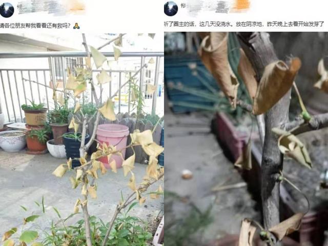 养花让生活更美好结尾要怎么写,养花让生活更美好