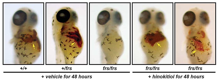 Science：“穿墙术”，天然产物小分子的补铁大招