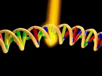 切尔诺贝利实拍的奇怪动物,探险切尔诺贝利发现变异巨鼠事件