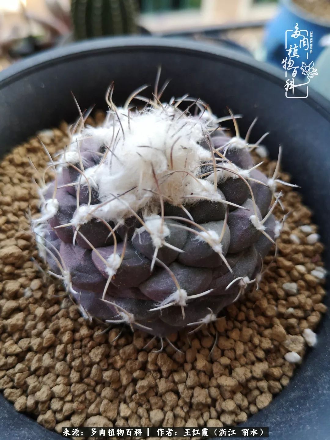 仙人球露养条件,仙人球的露养方法