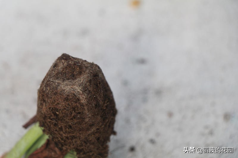 多肉植物绮罗怎么养好活,多肉绮罗怎么养才能爆盆