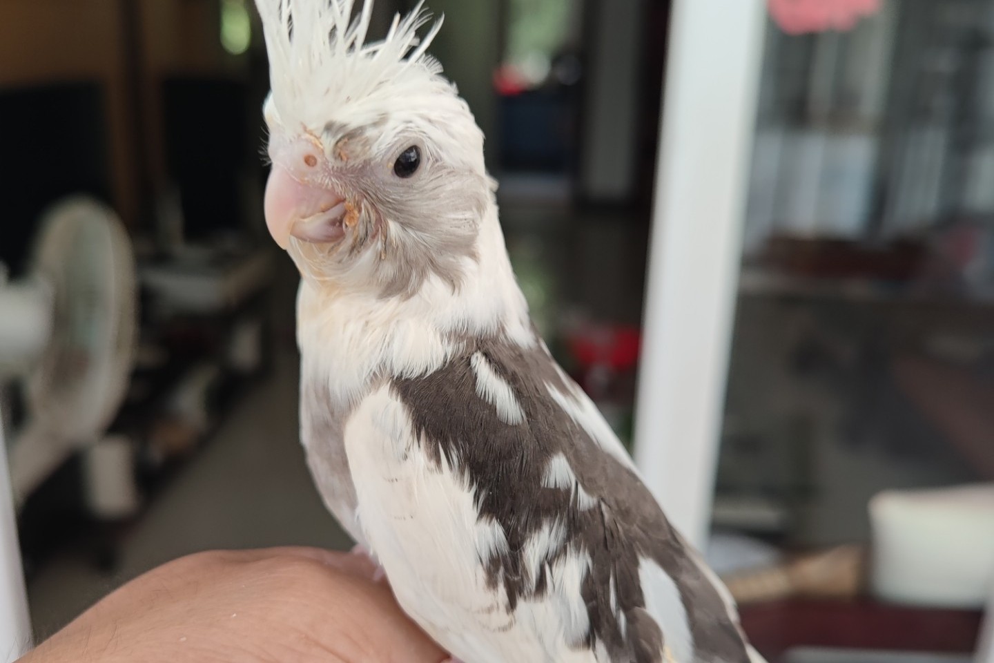 玄凤鹦鹉刚出生怎么辨别品种,玄凤鹦鹉有多少个品种