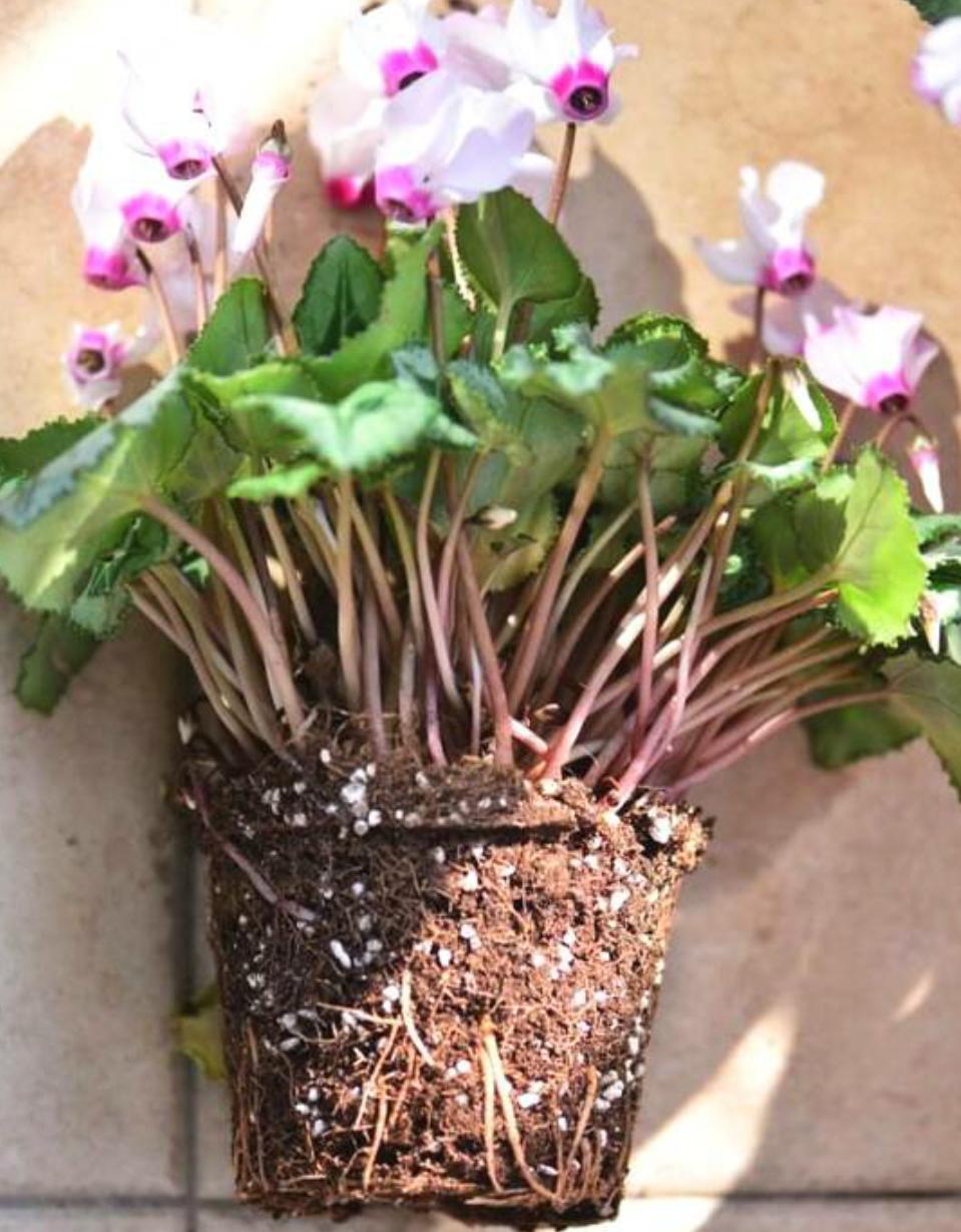 仙客来开的花萎蔫倒伏是什么原因,仙客来叶子变黄萎蔫是什么原因