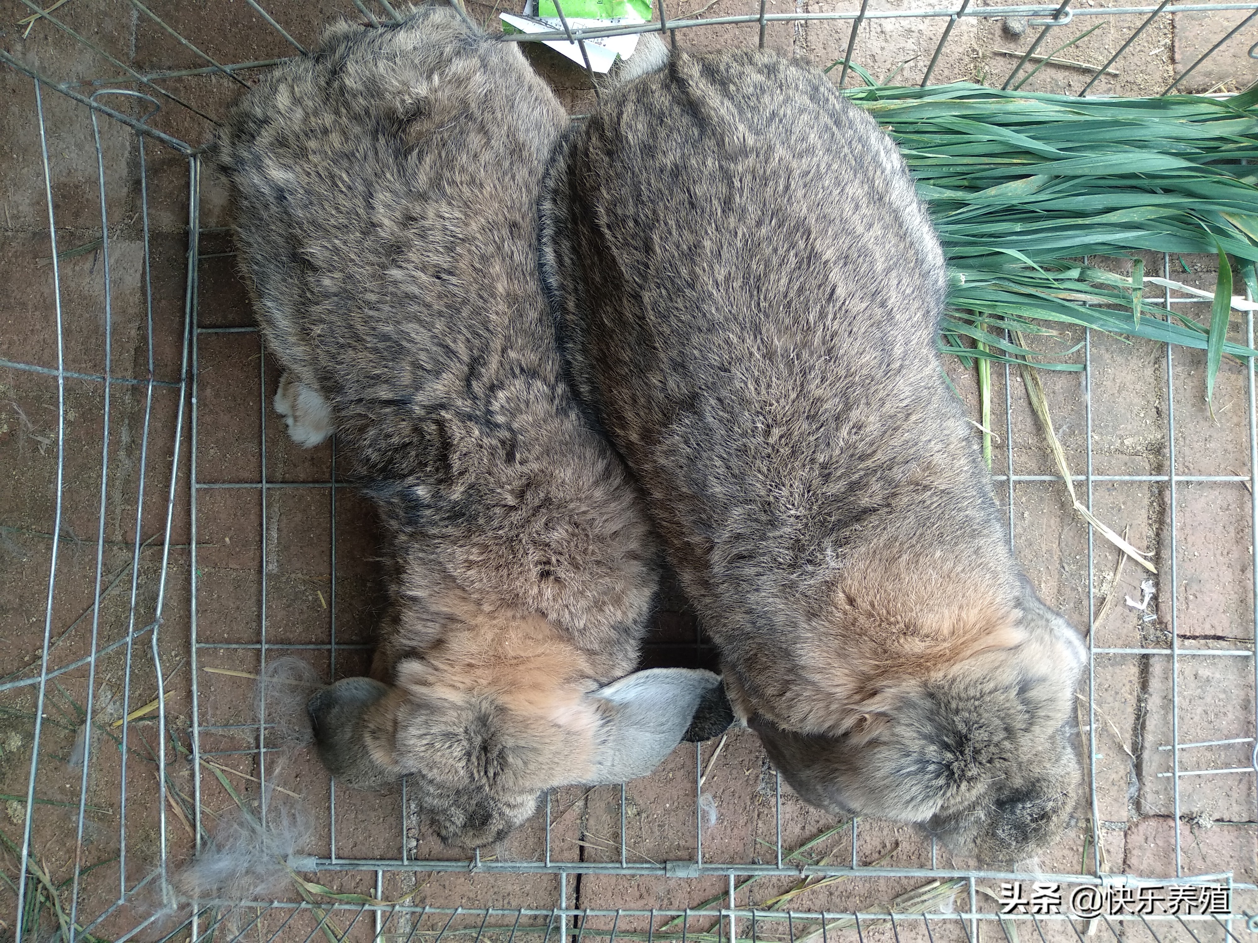 养兔如何控制养殖成本,养兔的利润与成本真实