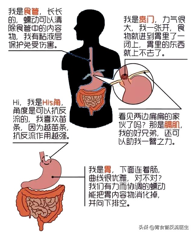 反酸，烧心，腹胀，嗳气，心口痛关于反流你还应该知道这些