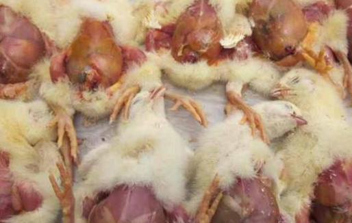 肉鸡腹水综合征,肉鸡腹水症特效药