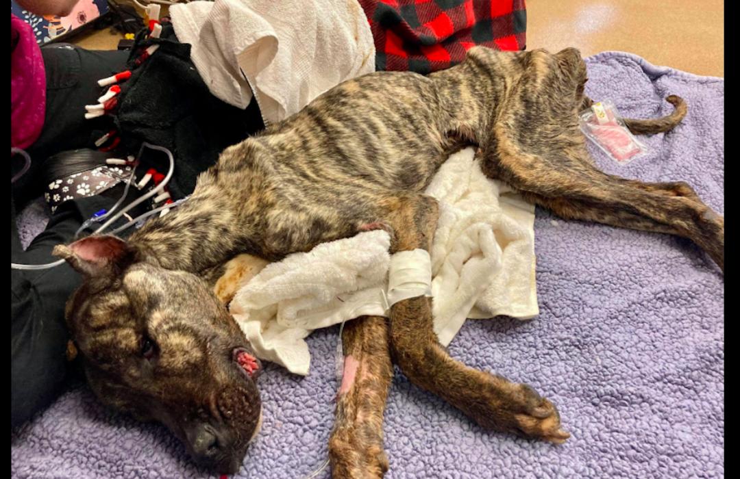 骨瘦如柴的狗狗运气爆棚,接连遇到3位贵人,过上人人羡慕的生活