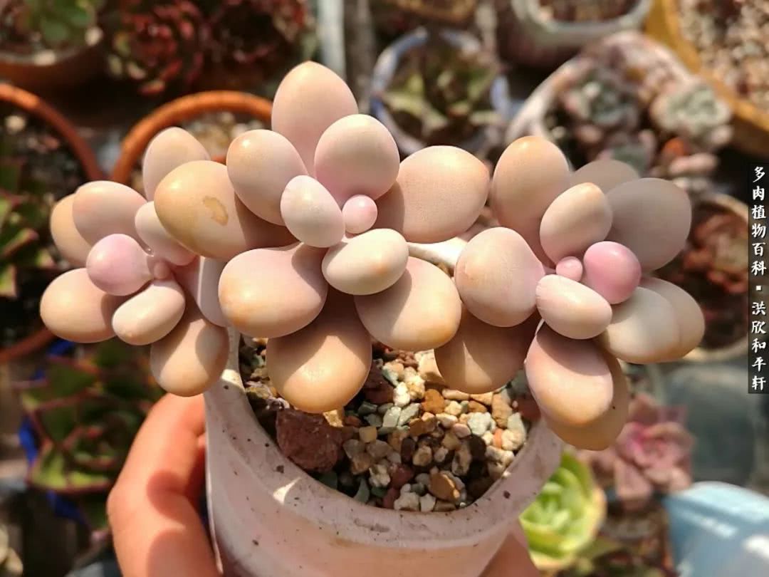 多肉的四季轮回,四季轮回多肉