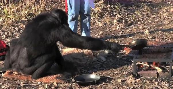 为什么说大猩猩是最安静的动物,高智商的猩猩究竟有多厉害