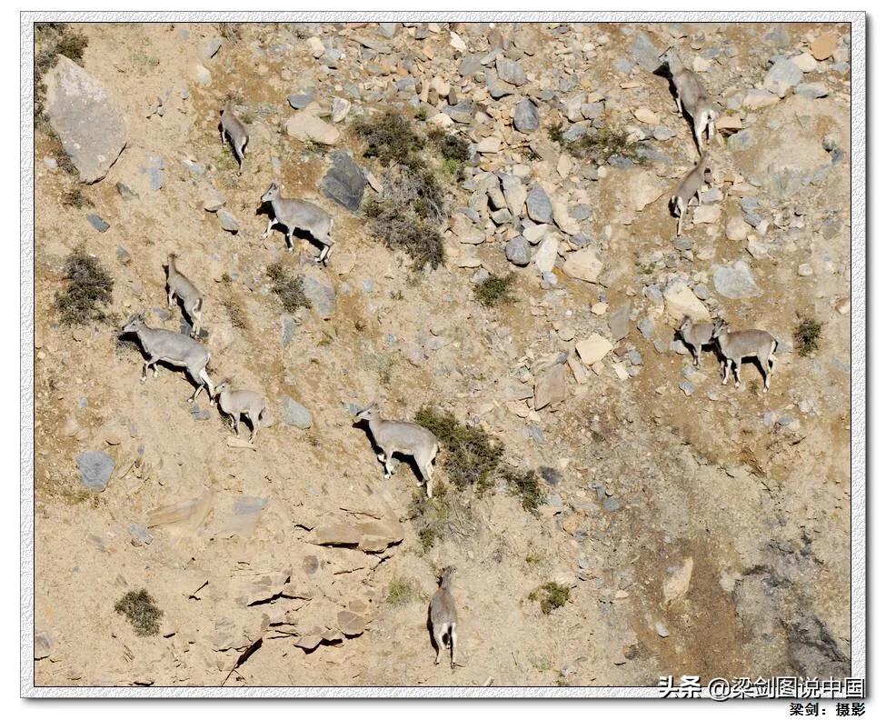 禁止野生动物保护环境人人有责,保护生态环境禁止野生动物上餐桌