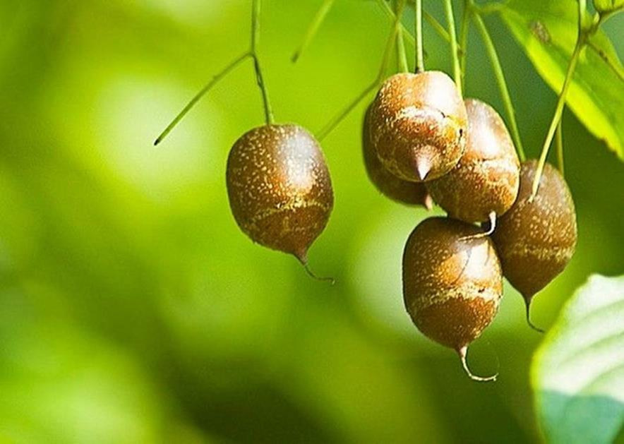 百种味道的果子,四季百种果子图片