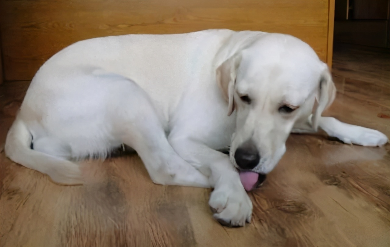 趾间炎狗狗怎么预防,下雨天怎么预防狗狗趾间炎