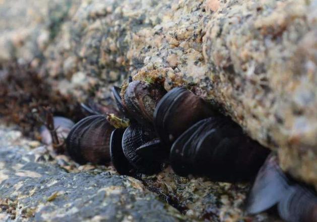 鲸鱼身上的藤壶多可怕,最严重的藤壶海龟