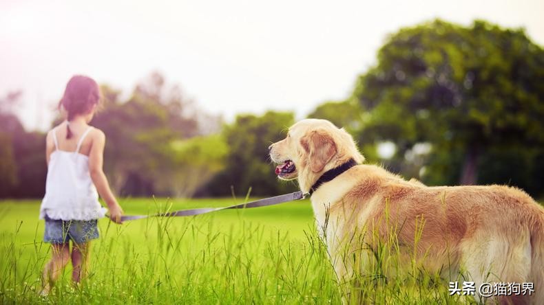 哪种狗狗体型非常小又比较好养,狗狗种类什么狗最好养又听话