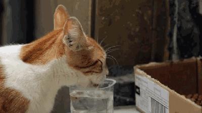 去土耳其当猫好吗,在土耳其做一只幸福的猫