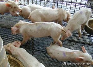 猪传染性胸膜肺炎症状,猪传染性胸膜肺炎的病原是什么