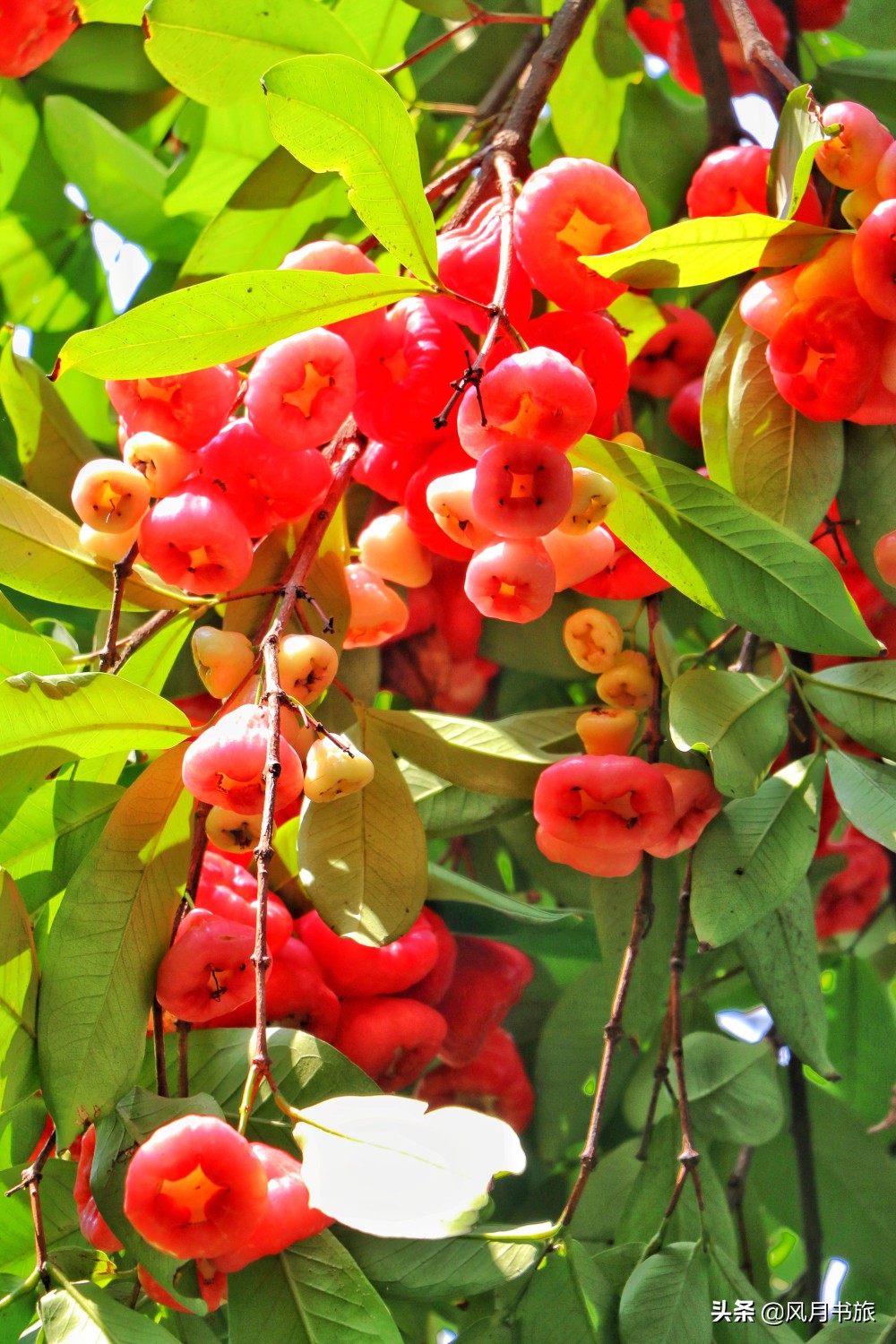 广东佛山百岁名园40年建成，关山月题名，罗哲文称它岭南第一园