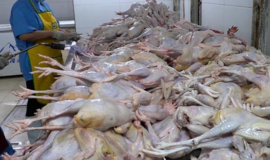 摆地摊卖手撕鸡一天卖5只,河南大爷路边卖鸡40年