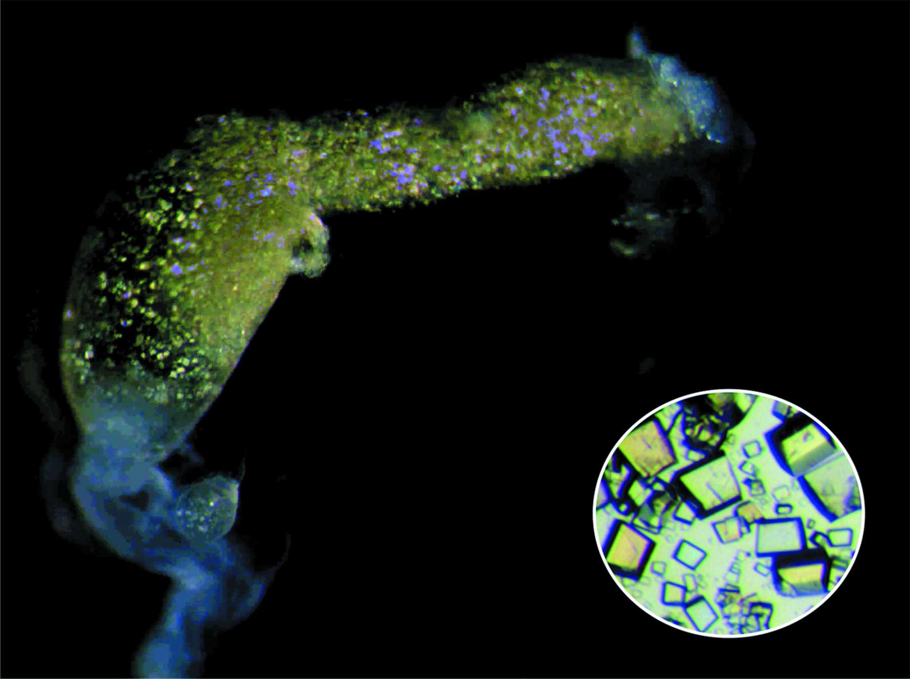 最顶级的食物竟然是蟑螂,蟑螂奶营养价值比牛奶高吗