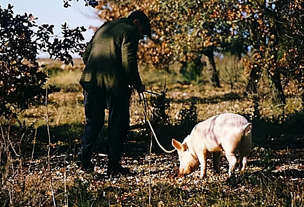 你爱吃的椰子,背后可能有一只泰国“打工猴”血汗故事