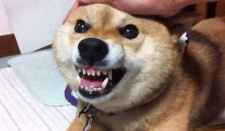 狗狗情绪全解读|狗狗生气、开心的信号？