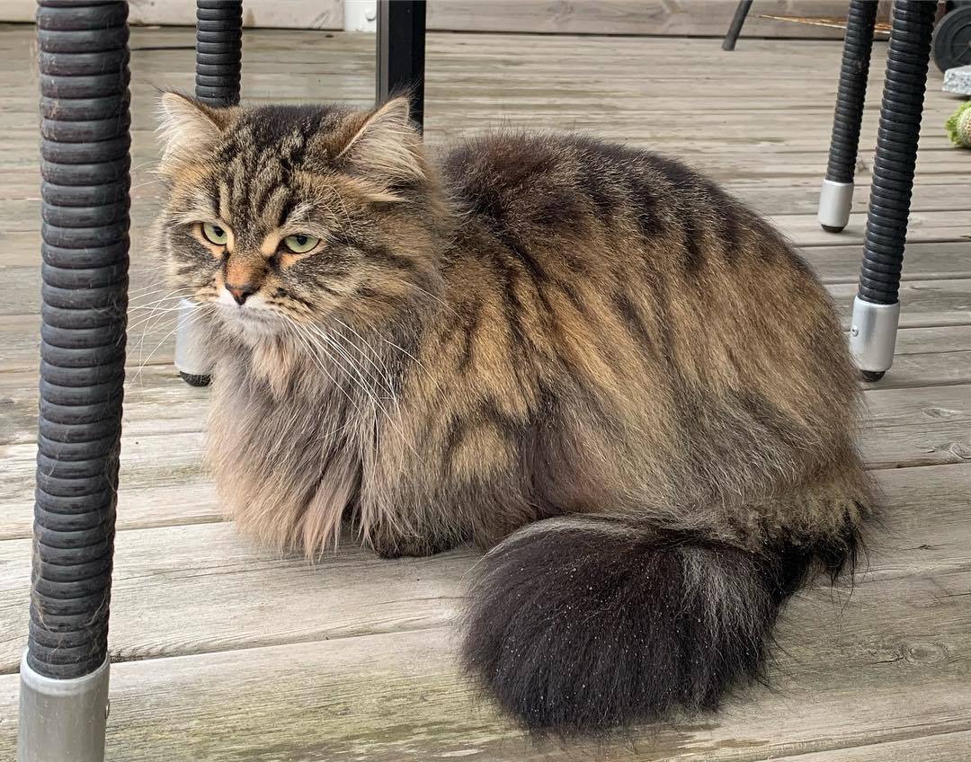 猫咪误食巧克力全过程,猫咪如果误食了巧克力怎么办