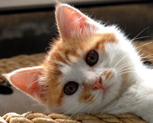 领养代替购买？这样的*养送**人我也选择拒绝