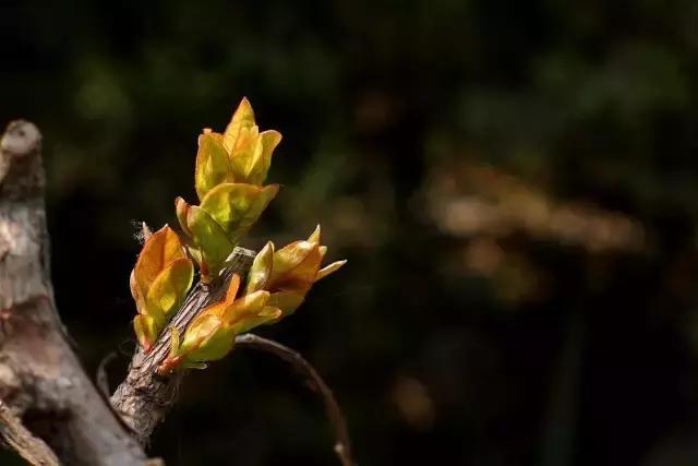 造型极美的盆景一起来欣赏,一组风吹出来的盆景欣赏动感十足