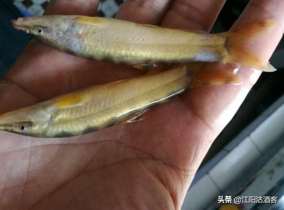 浑身银白色没鳞片的是什么鱼,身上没有鱼鳞像泥鳅非常滑溜