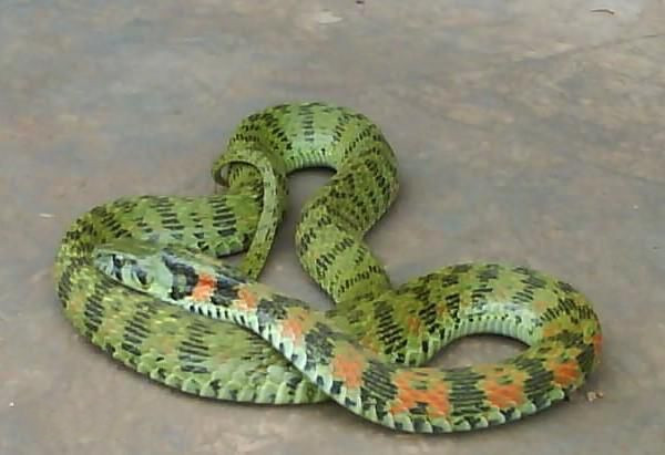 东北有毒蛇么,有毒的蛇图片有哪些