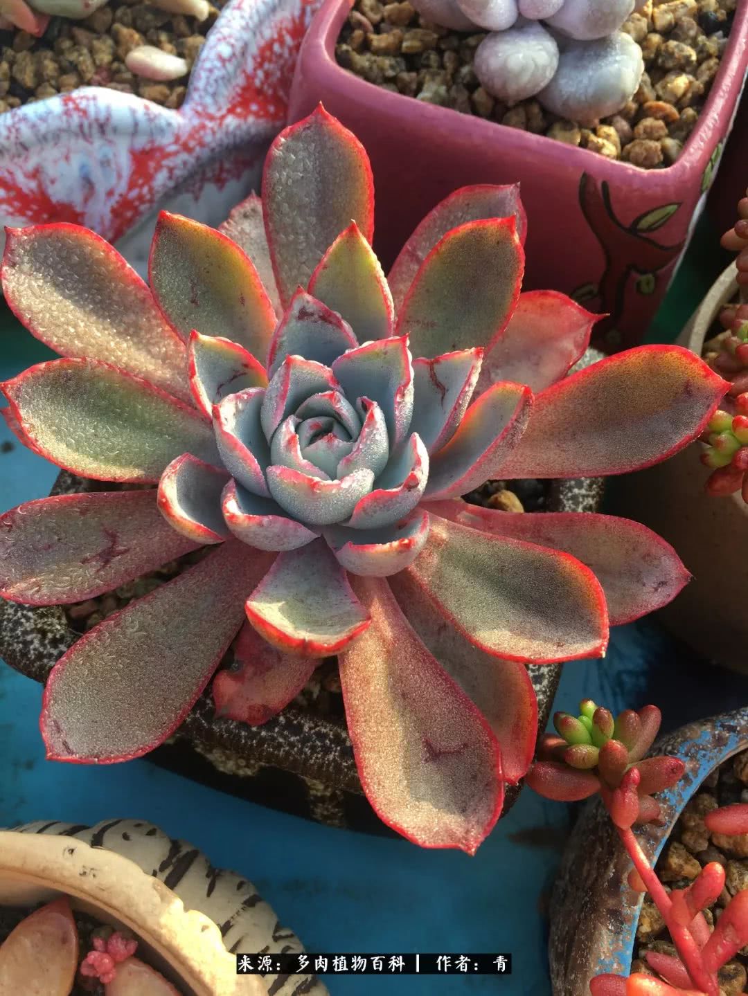 入坑多肉无法自拔,沉迷多肉无法自拔