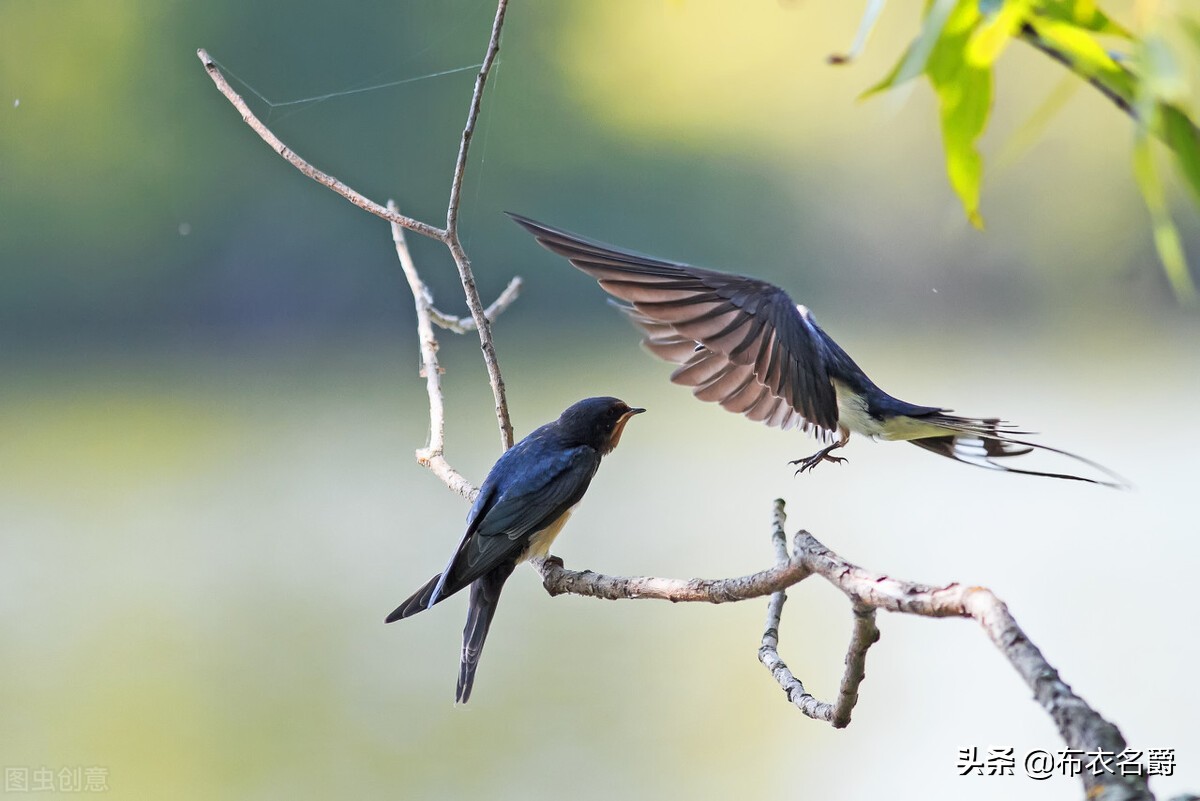 牛早产怎么助产,牛怀孕怎么预防难产