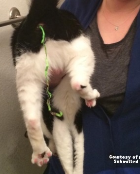 猫吃了针线怎么才能拉出来,猫吃了缝衣服的针