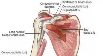中医怎么看肩膀冈上肌疼痛,肩膀冈上肌疼痛