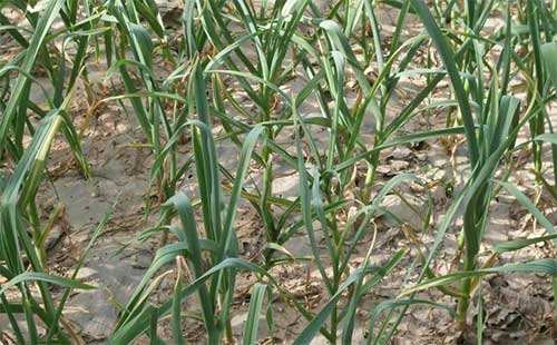 大蒜叶子上有黄锈斑怎么治,大蒜叶子黄怎么办
