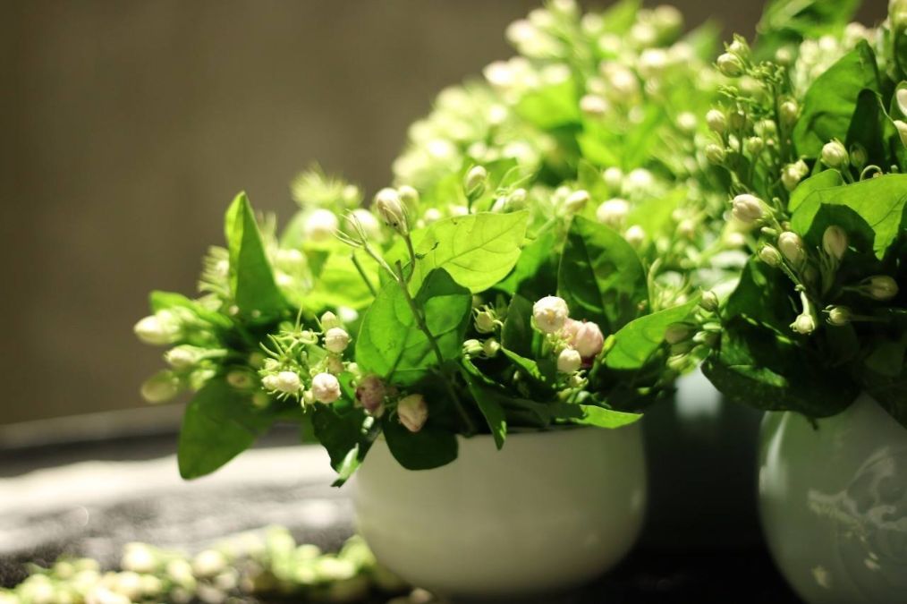 茉莉花花苞没开就掉怎么办,茉莉花花苞发软怎么回事