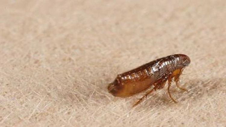 如何有效的治理跳蚤,教你6招彻底消灭跳蚤