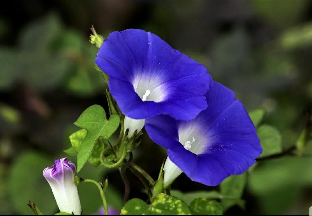 奇葩造型花:头上长草,心中有鬼,白月光。白天不开你非要晚上开