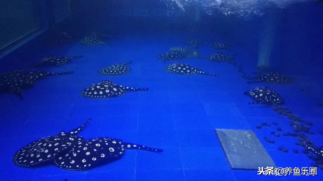 这位土豪家的渔场，光滤材就花了500多万，你确定不要见识一下？