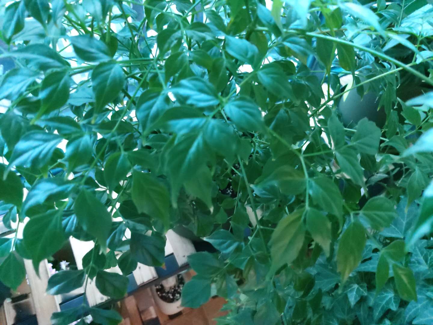 家庭”养花“,怎么选”肥?无需多用,2种“就够”