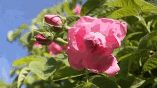 丹泽欧雅化妆品是真的吗,丹泽欧雅