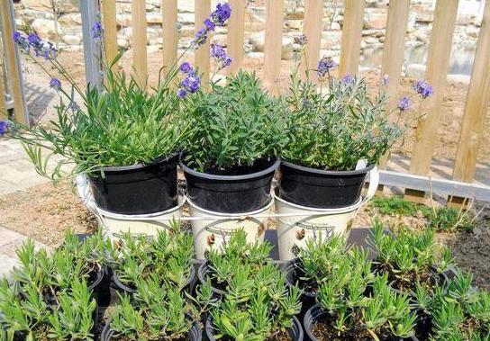 薰衣草用什么肥料最好生根快,薰衣草盆栽用什么肥料最好