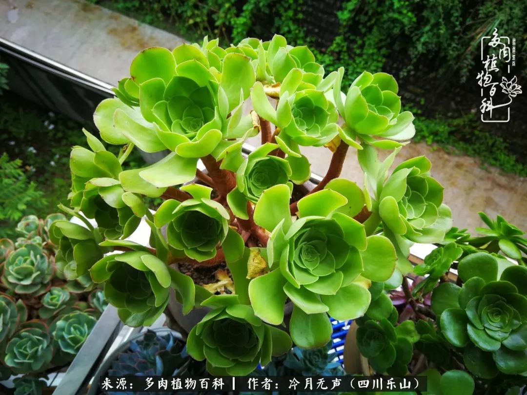 时光见证多肉故事,关于多肉的故事