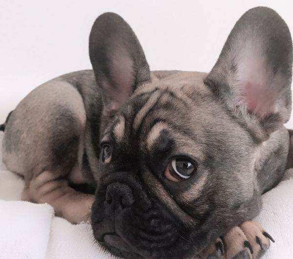 法国斗牛犬肠胃不好怎么办,法国斗牛犬不吃食怎么回事