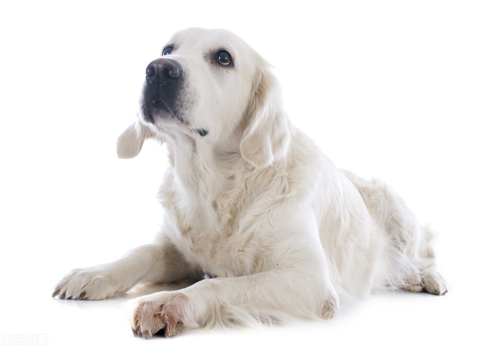 拉布拉多犬舍日常饲养方法,拉布拉多幼犬多大可以养