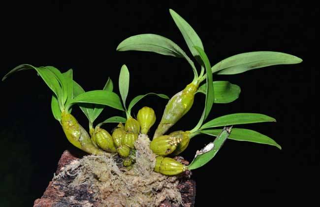 很少人知晓的“石豆花”，做成盆景后，确实会令你眼前一亮，创意