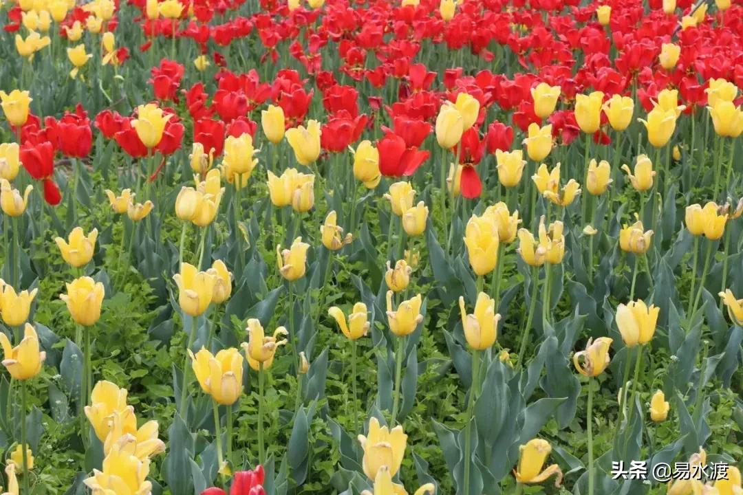 易县狼牙山小火车,河北保定易县火车