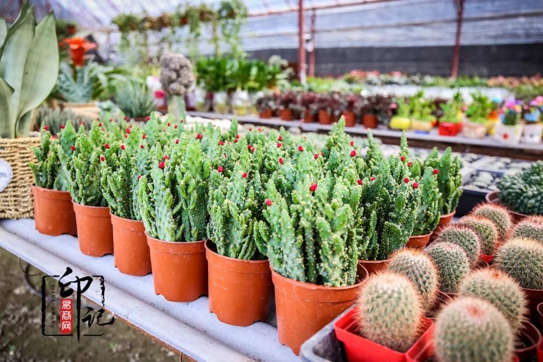 商丘花鸟批发基地,商丘花鸟市场地址